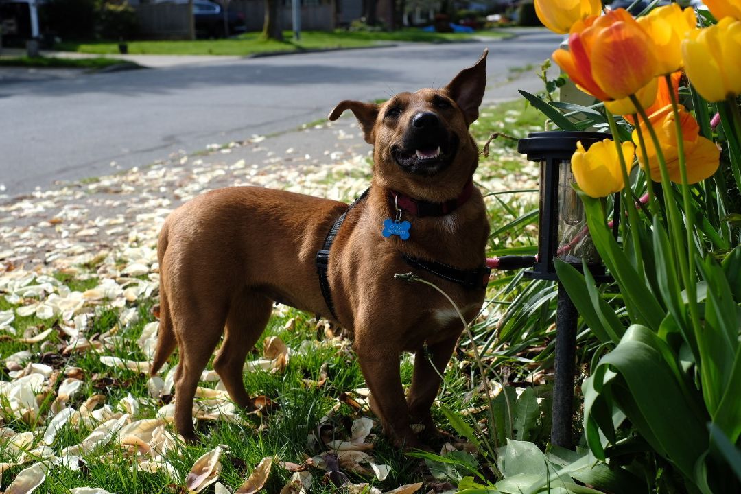 Enlarge Dolly-adopted , a Adopted Mixed Breed in Richmond, BC image 1/8