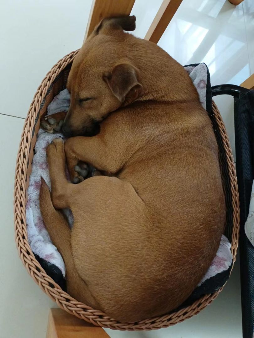 Enlarge Dolly-adopted , a Adopted Mixed Breed in Richmond, BC image 2/8