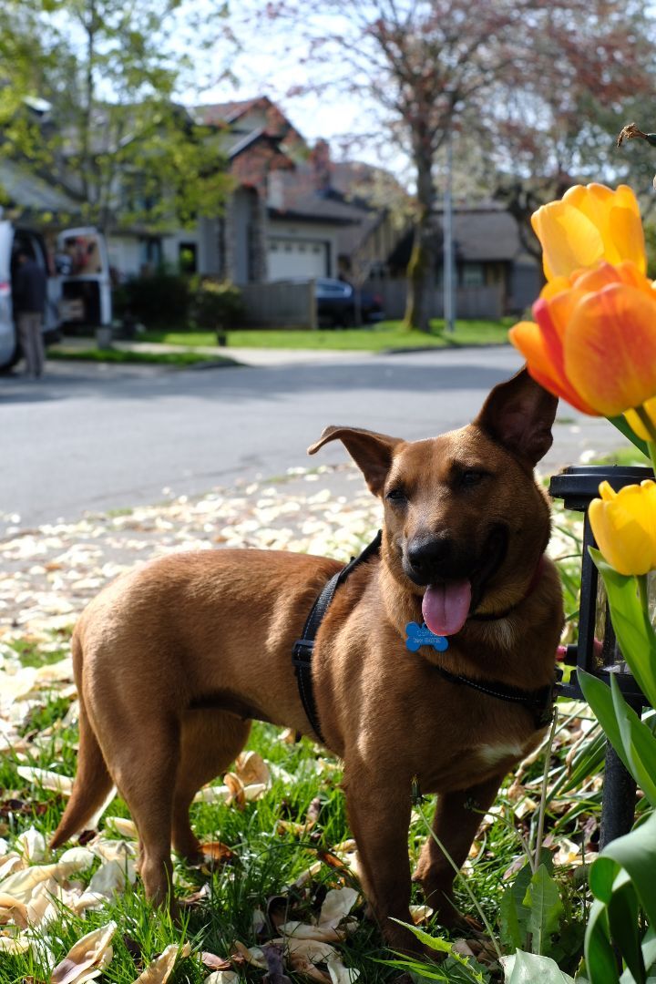 Enlarge Dolly-adopted , a Adopted Mixed Breed in Richmond, BC image 3/8