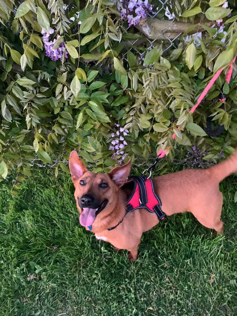 Enlarge Dolly-adopted , a Adopted Mixed Breed in Richmond, BC image 4/8