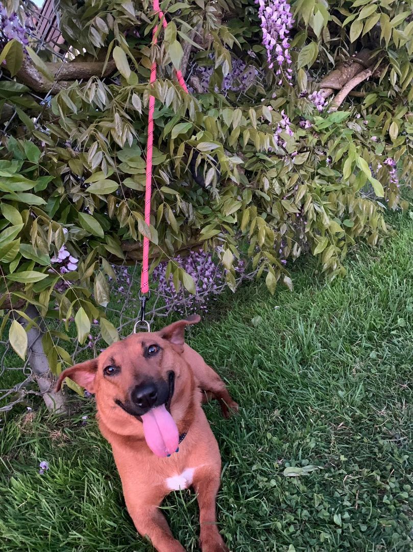 Enlarge Dolly-adopted , a Adopted Mixed Breed in Richmond, BC image 5/8