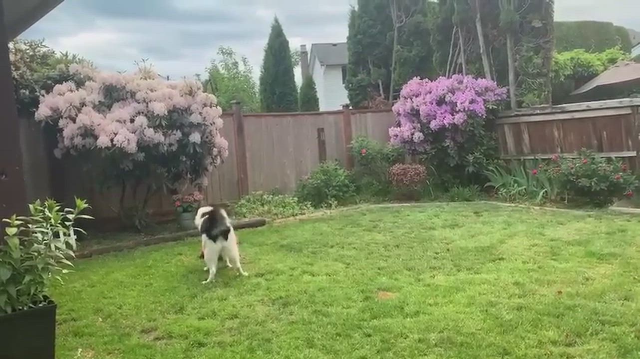 Enlarge Dolly-adopted , a Adopted Mixed Breed in Richmond, BC video 8/8