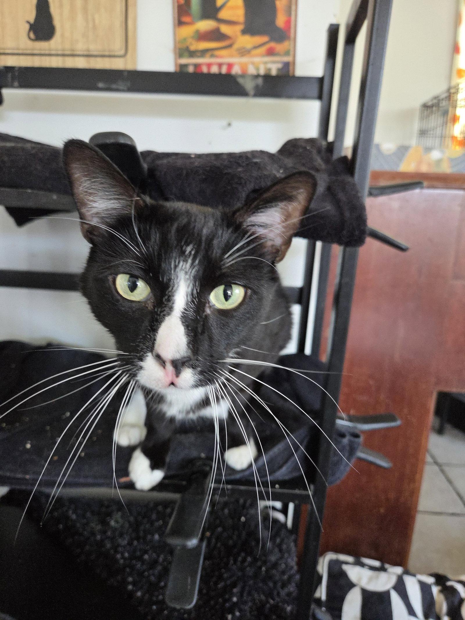 Enlarge Prince, a Adoptable Tuxedo in Buena Park, CA image 1/3