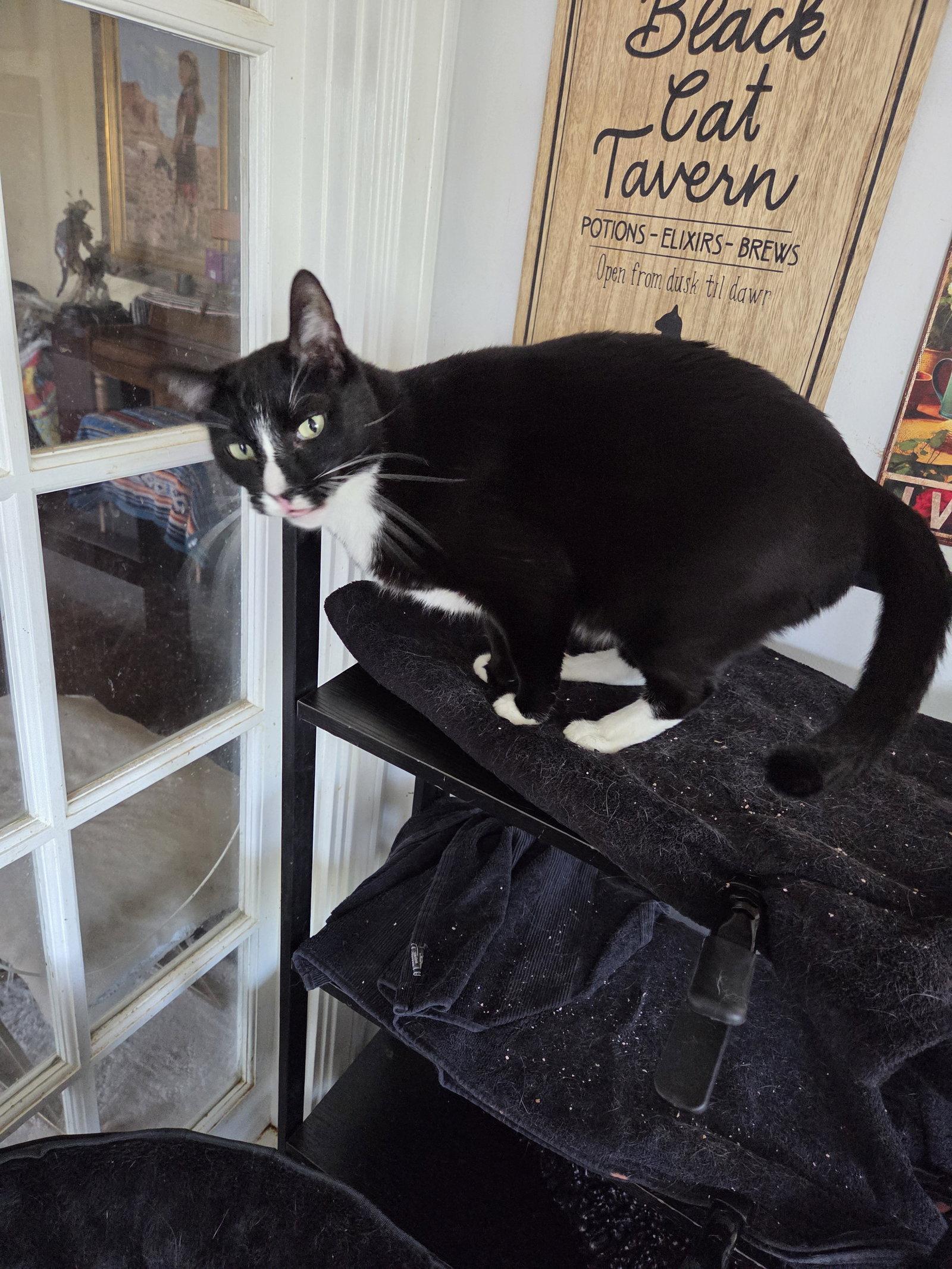 Enlarge Prince, a Adoptable Tuxedo in Buena Park, CA image 2/3