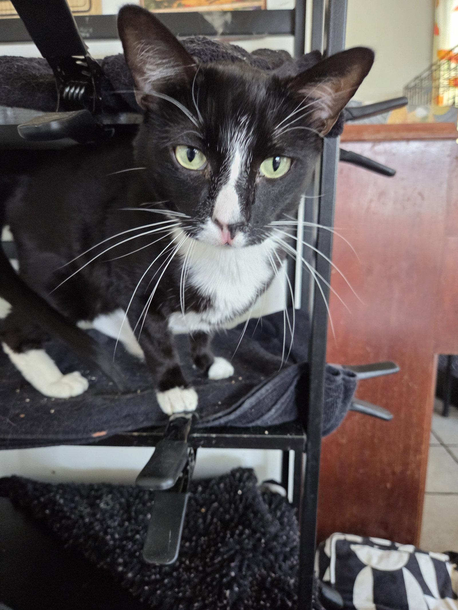 Enlarge Prince, a Adoptable Tuxedo in Buena Park, CA image 3/3