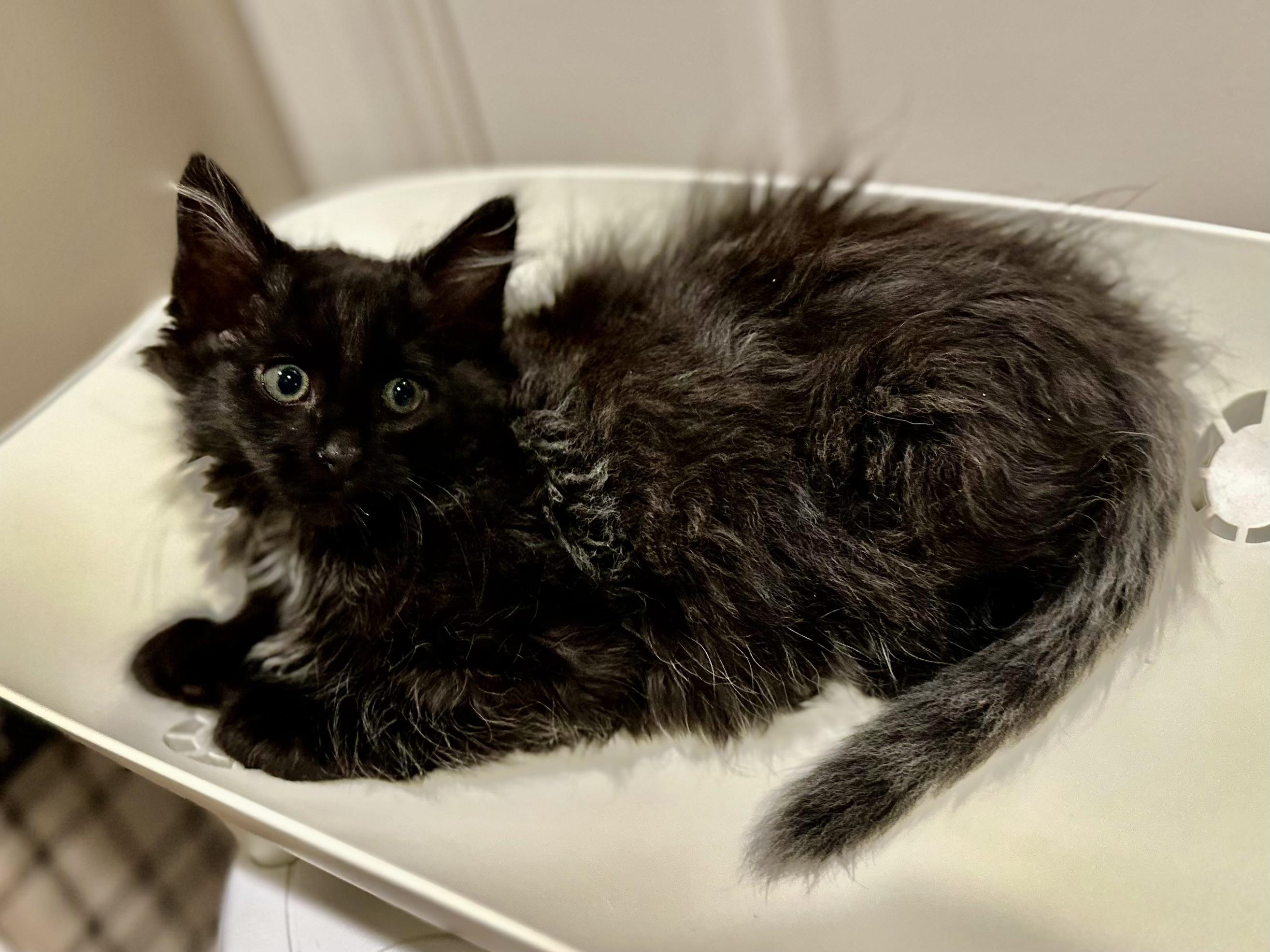 Scrabble, a ADOPTABLE Domestic Medium Hair in Duluth, GA image 2/2