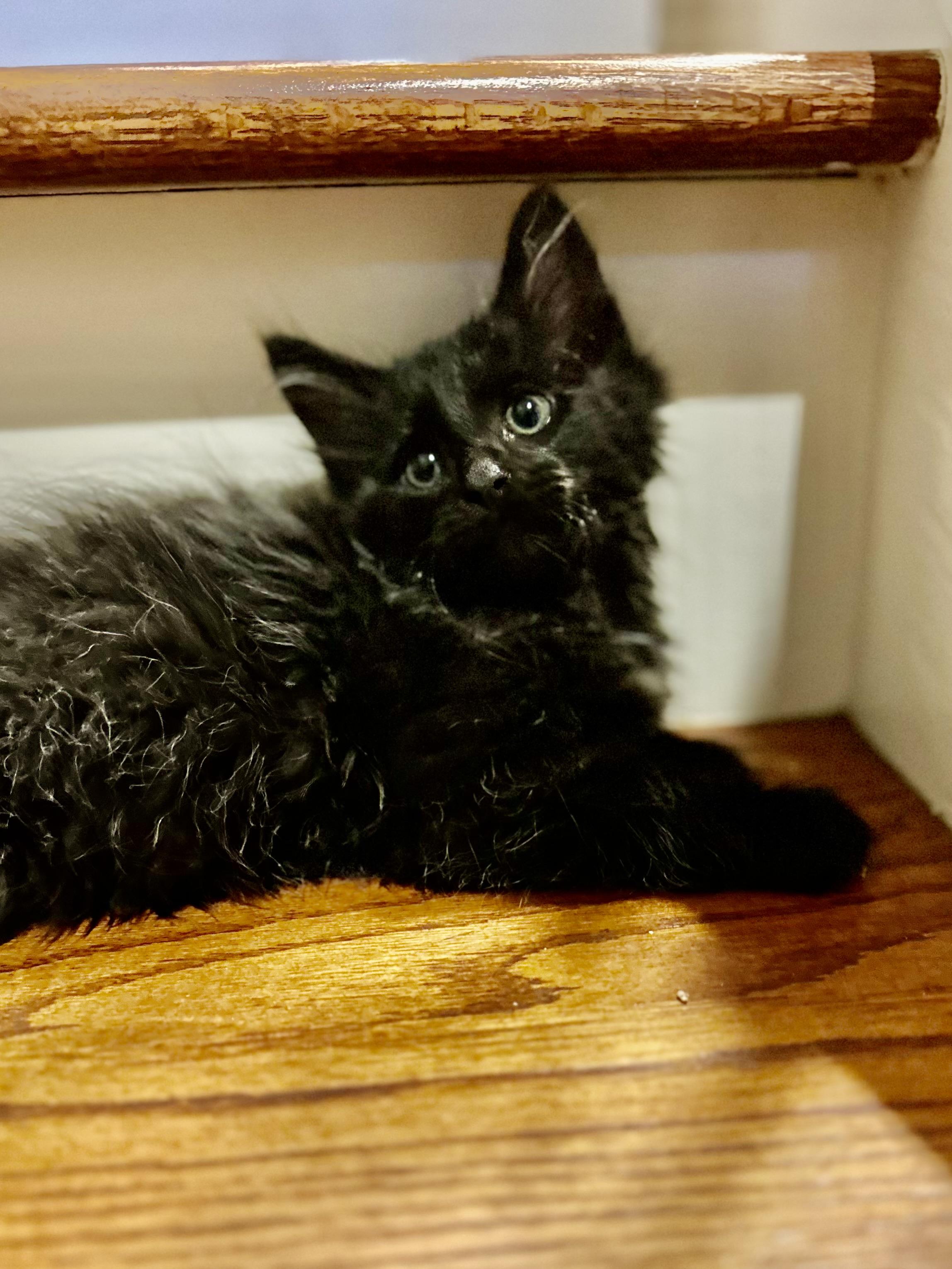 Scrabble, ADOPTABLE, Kitten Female Domestic Medium Hair.