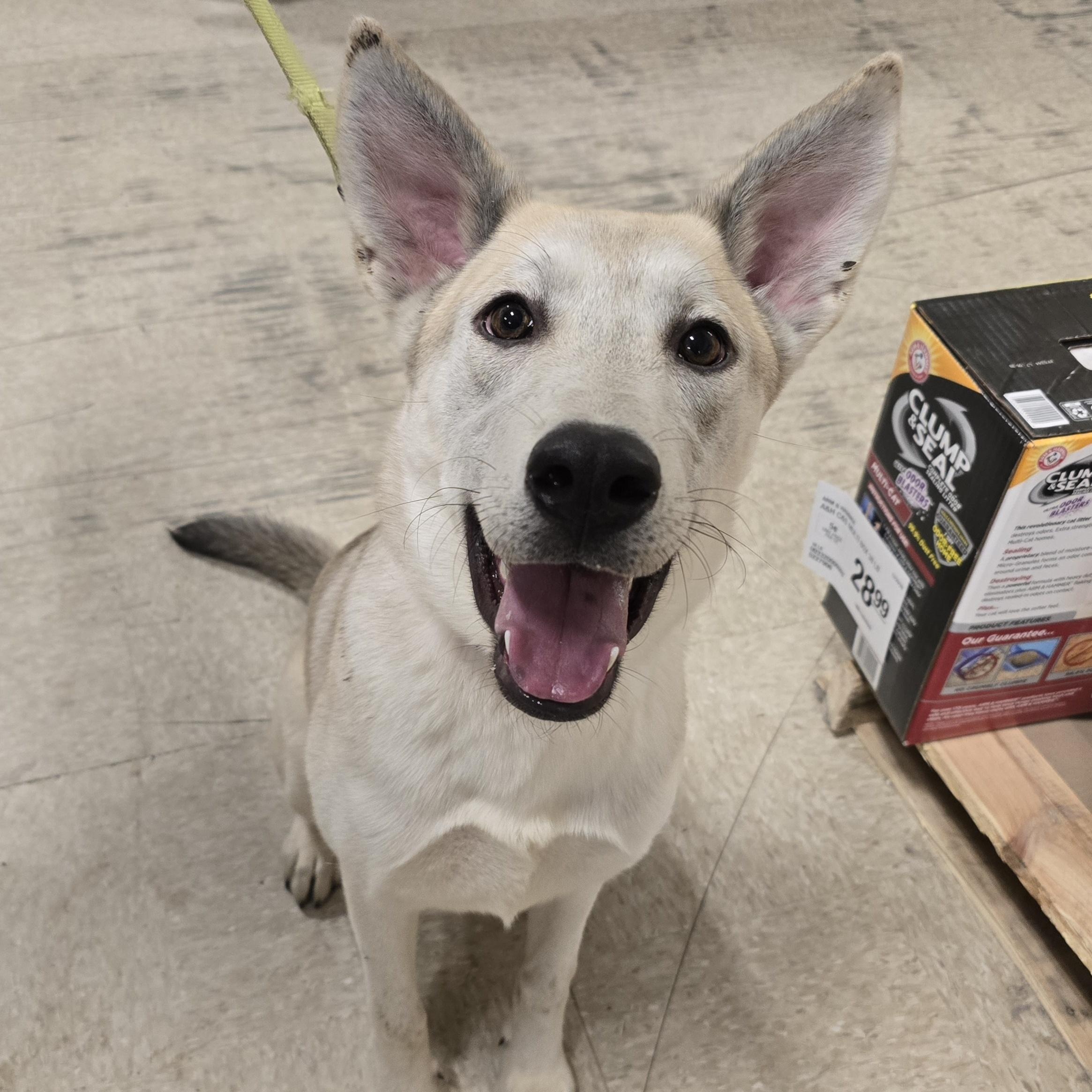 Freesia, a Adoptable mixed breed in Cedar Rapids, IA image 2/6