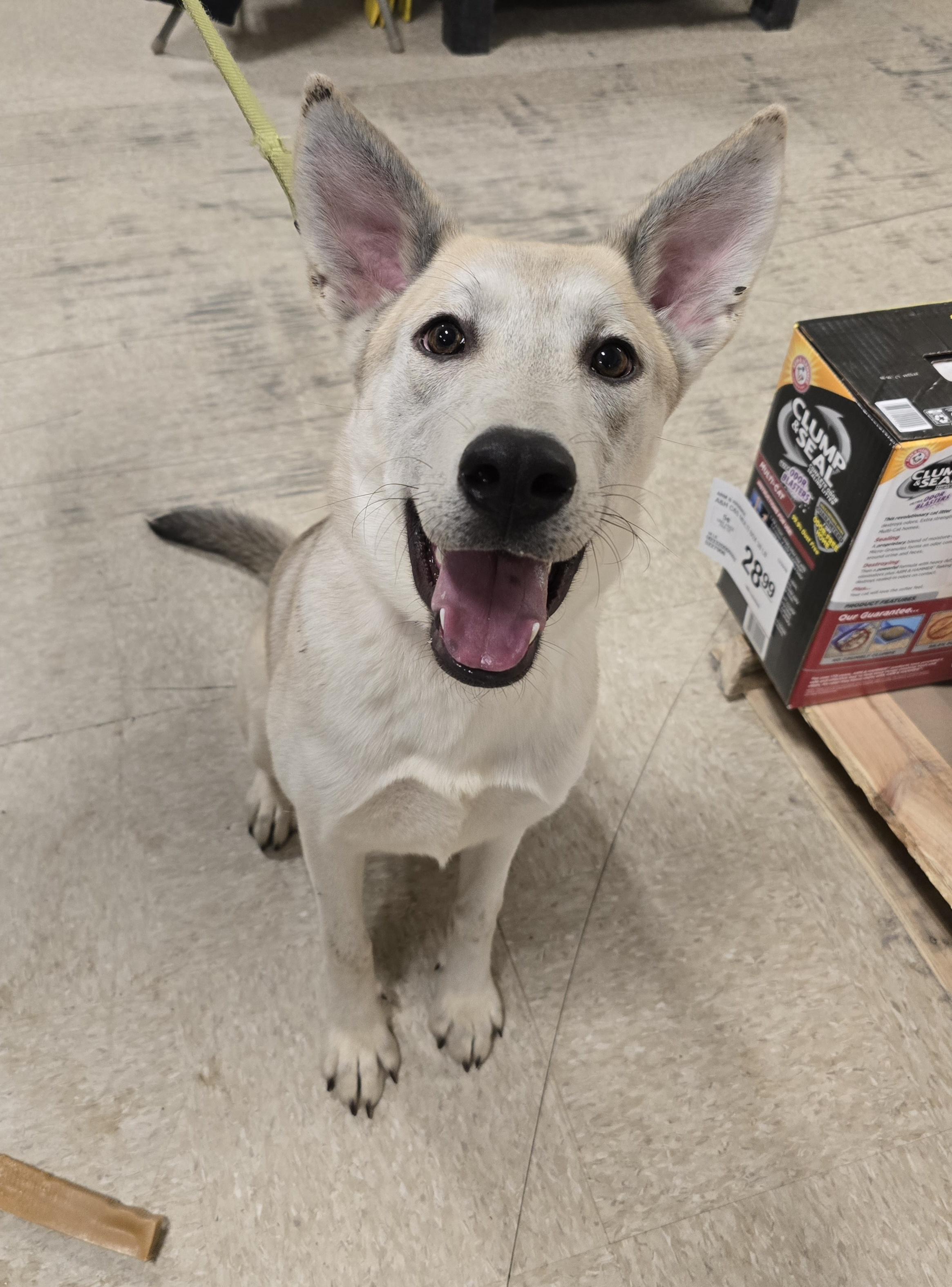 Freesia, a Adoptable Mixed Breed in Cedar Rapids, IA image 3/6