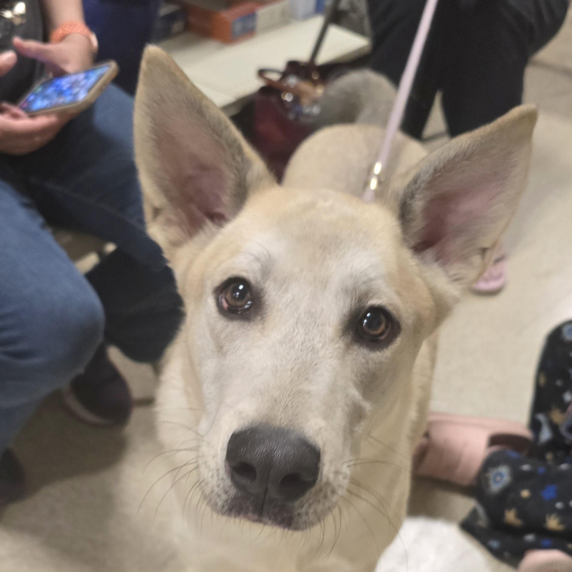 Freesia, Adoptable, Young Female German Shepherd Dog.