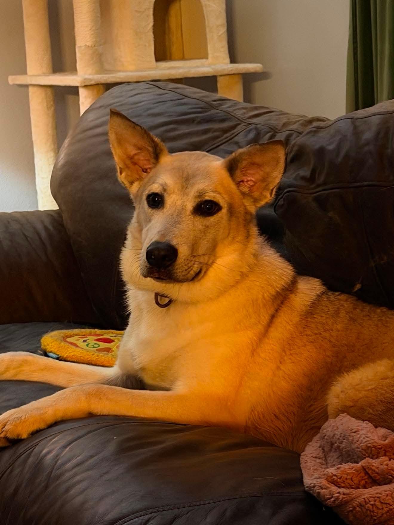 Freesia, a Adoptable mixed breed in Cedar Rapids, IA image 4/6
