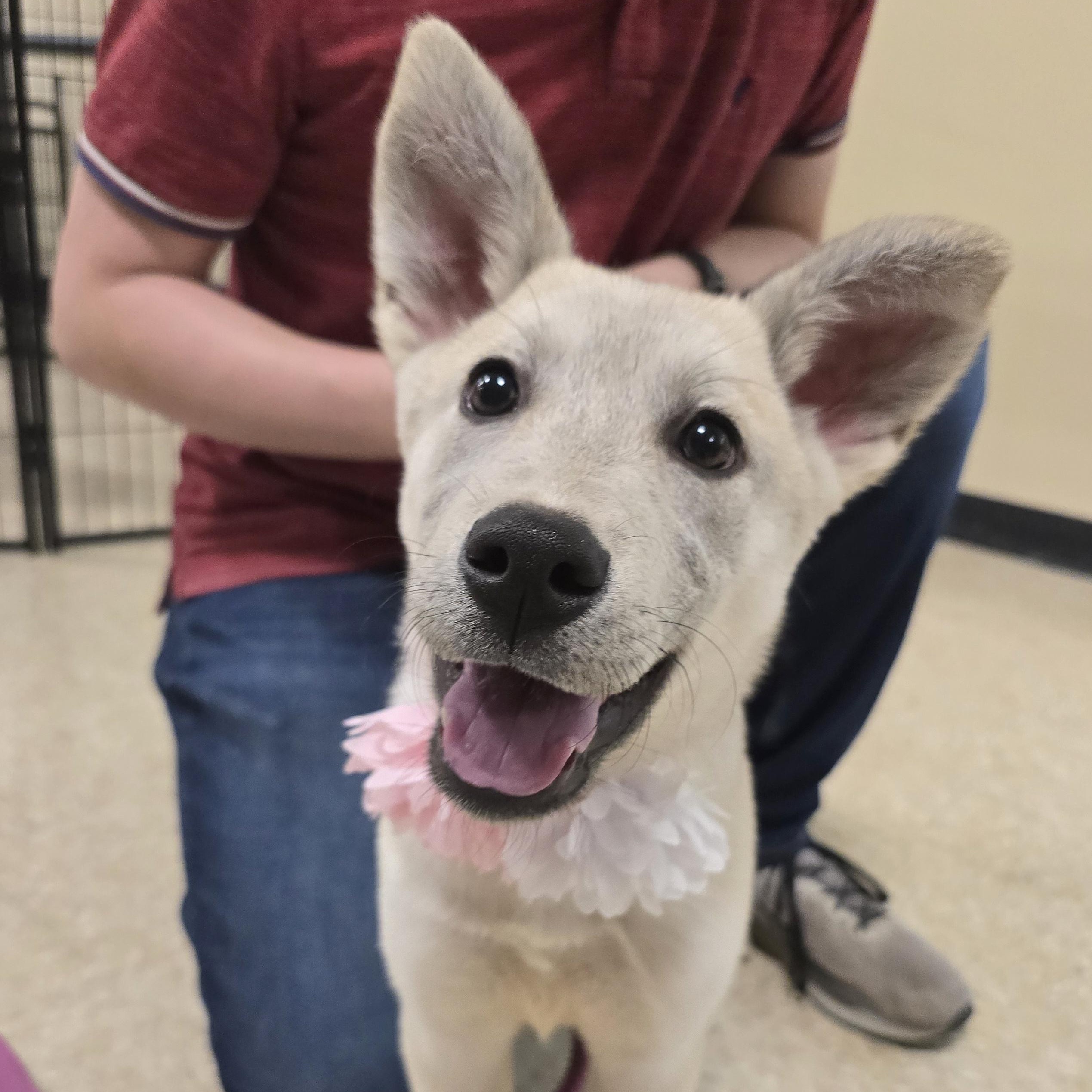 Freesia, a Adoptable Mixed Breed in Cedar Rapids, IA image 2/4