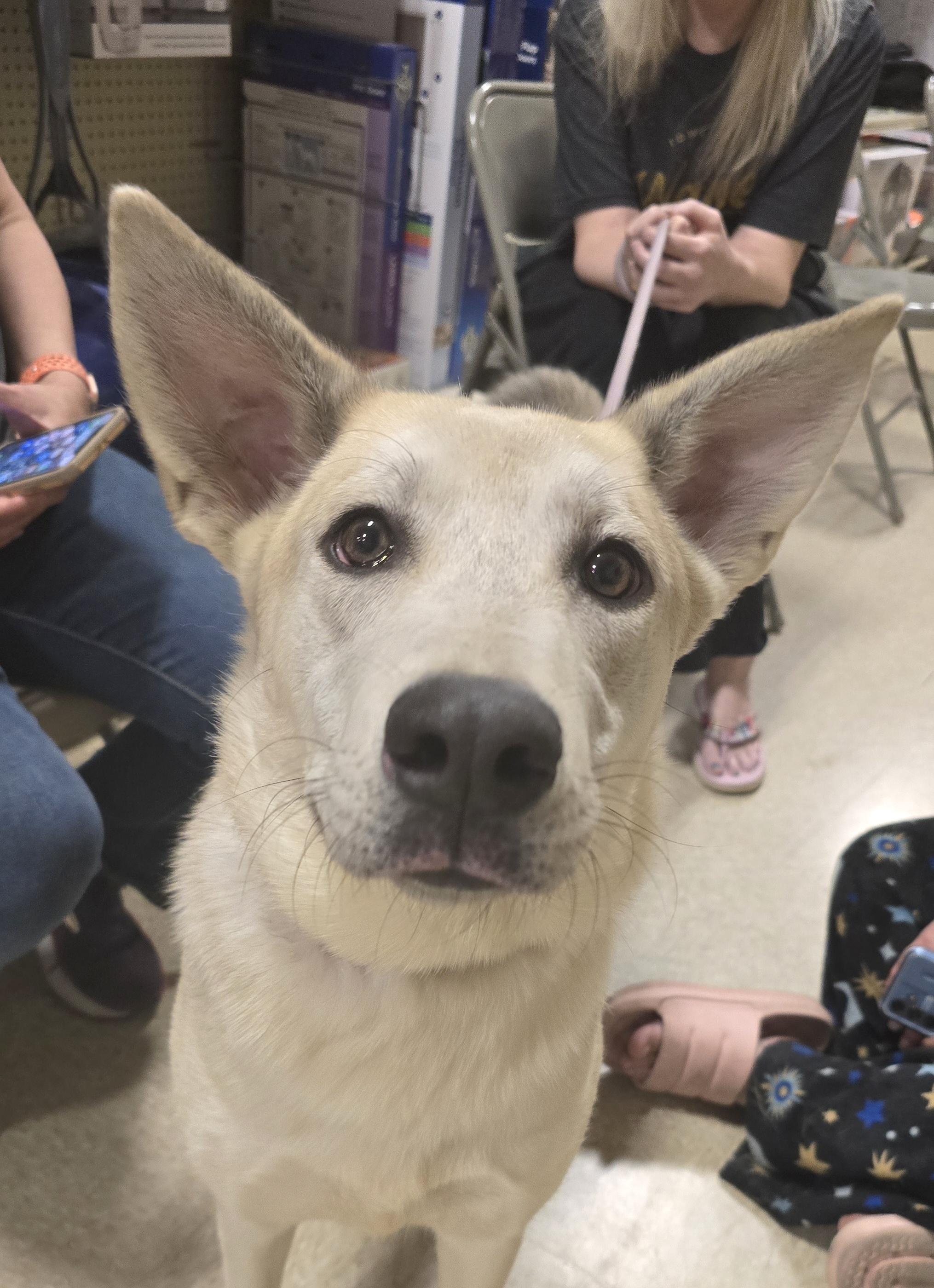 Freesia, a Adoptable mixed breed in Cedar Rapids, IA image 6/6