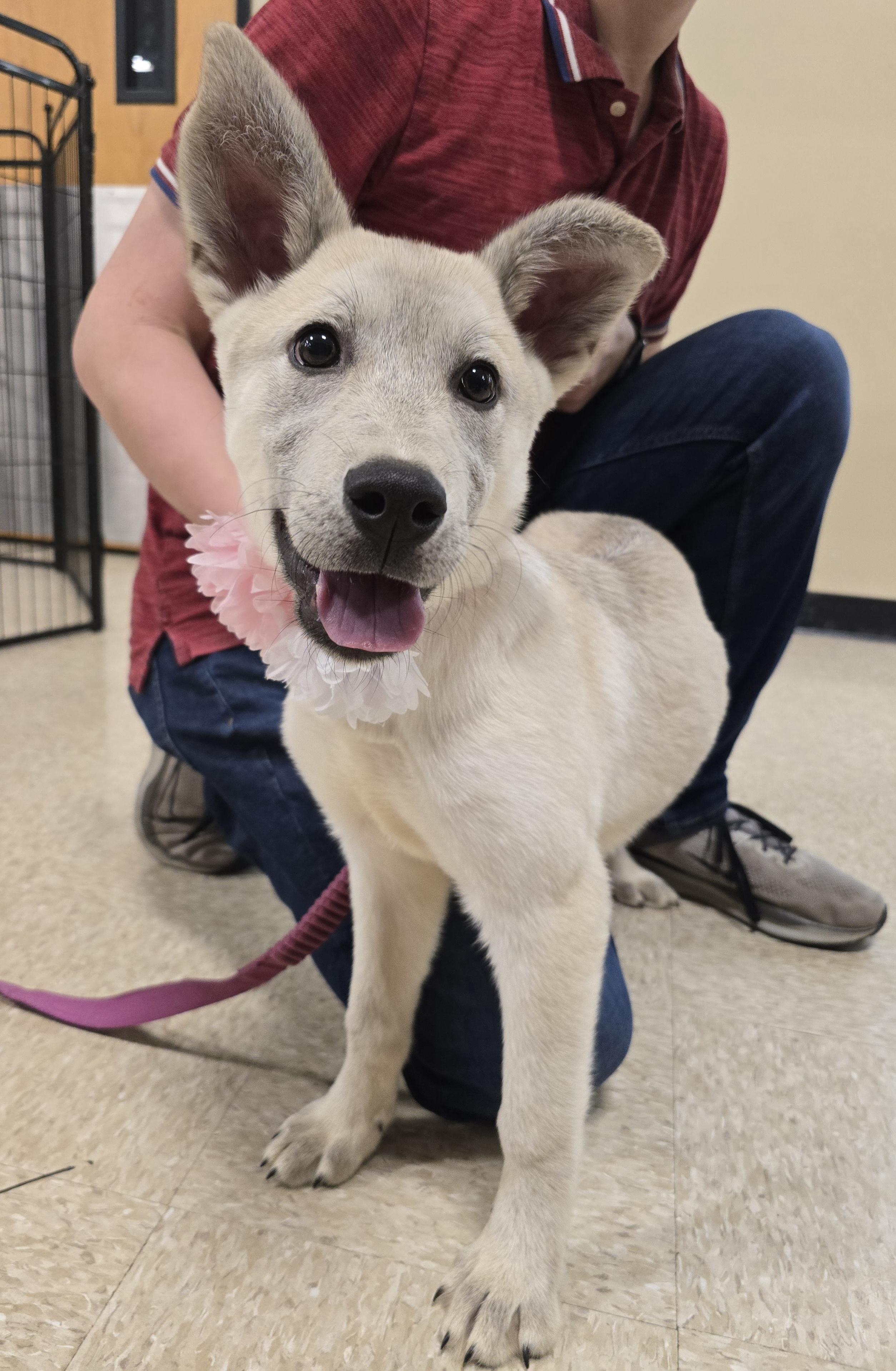 Freesia, a Adoptable Mixed Breed in Cedar Rapids, IA image 3/4