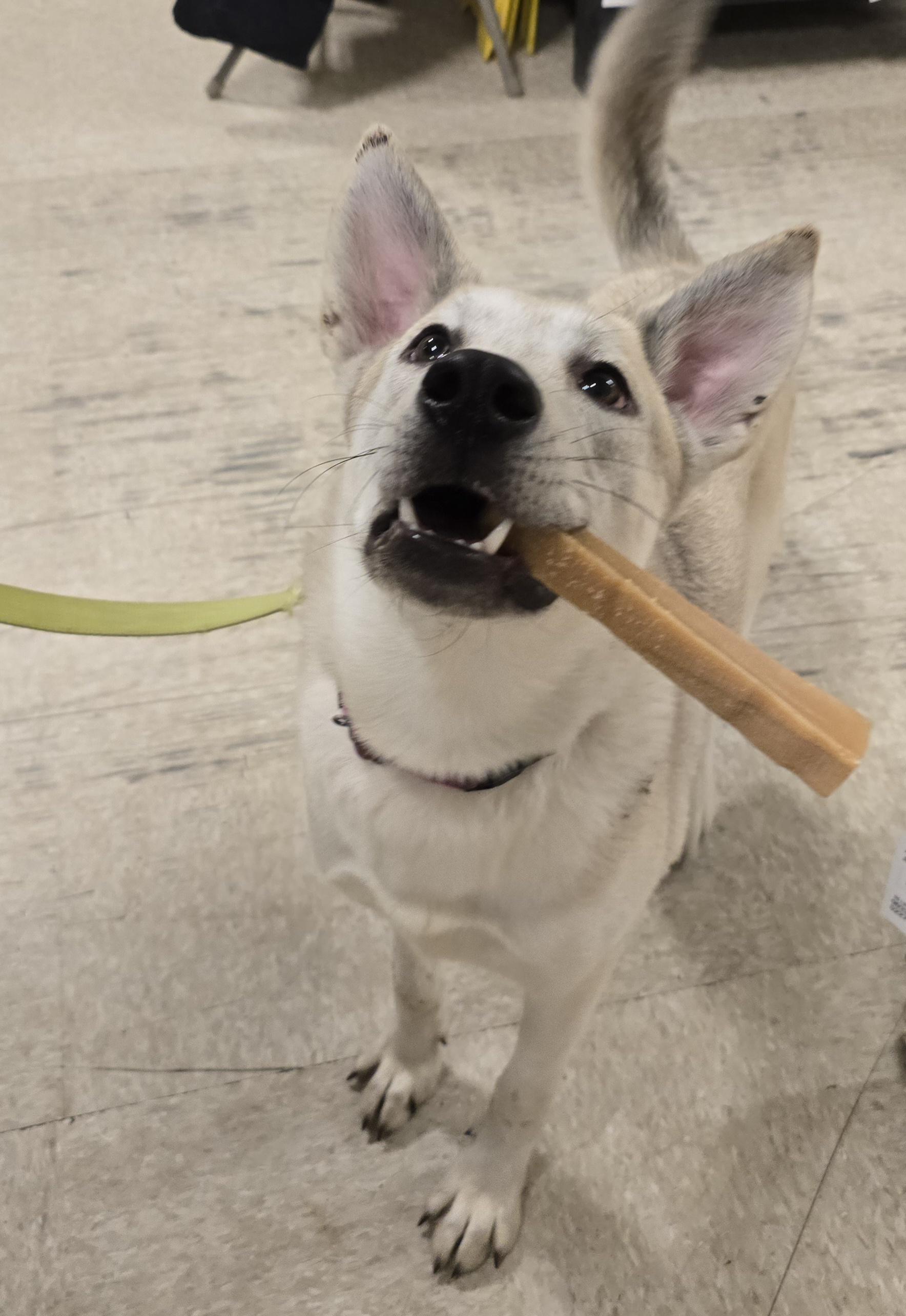 Freesia, a Adoptable Mixed Breed in Cedar Rapids, IA image 2/6