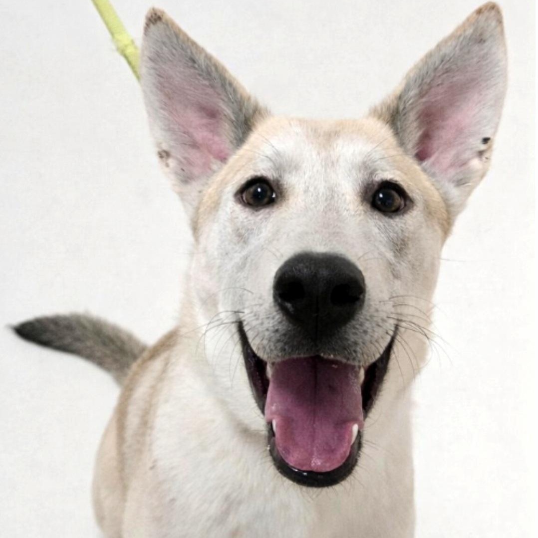 Freesia, Adoptable, Puppy Female Mixed Breed.