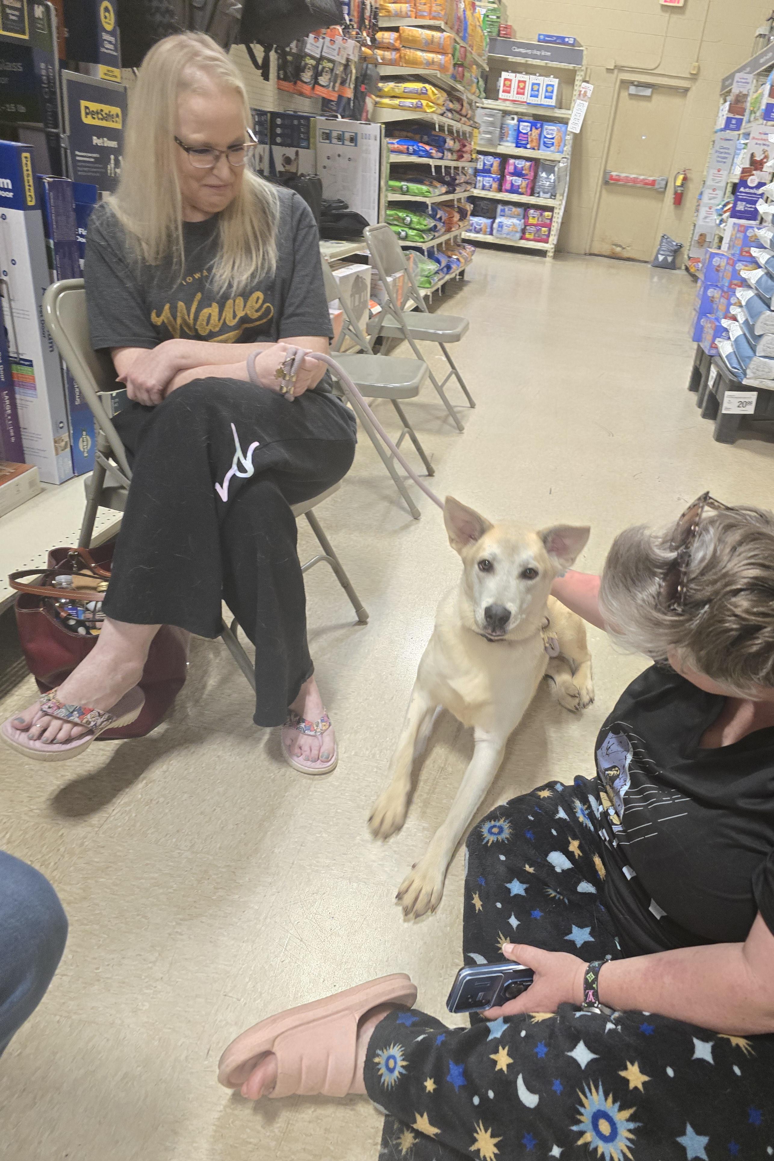 Freesia, a Adoptable mixed breed in Cedar Rapids, IA image 5/6