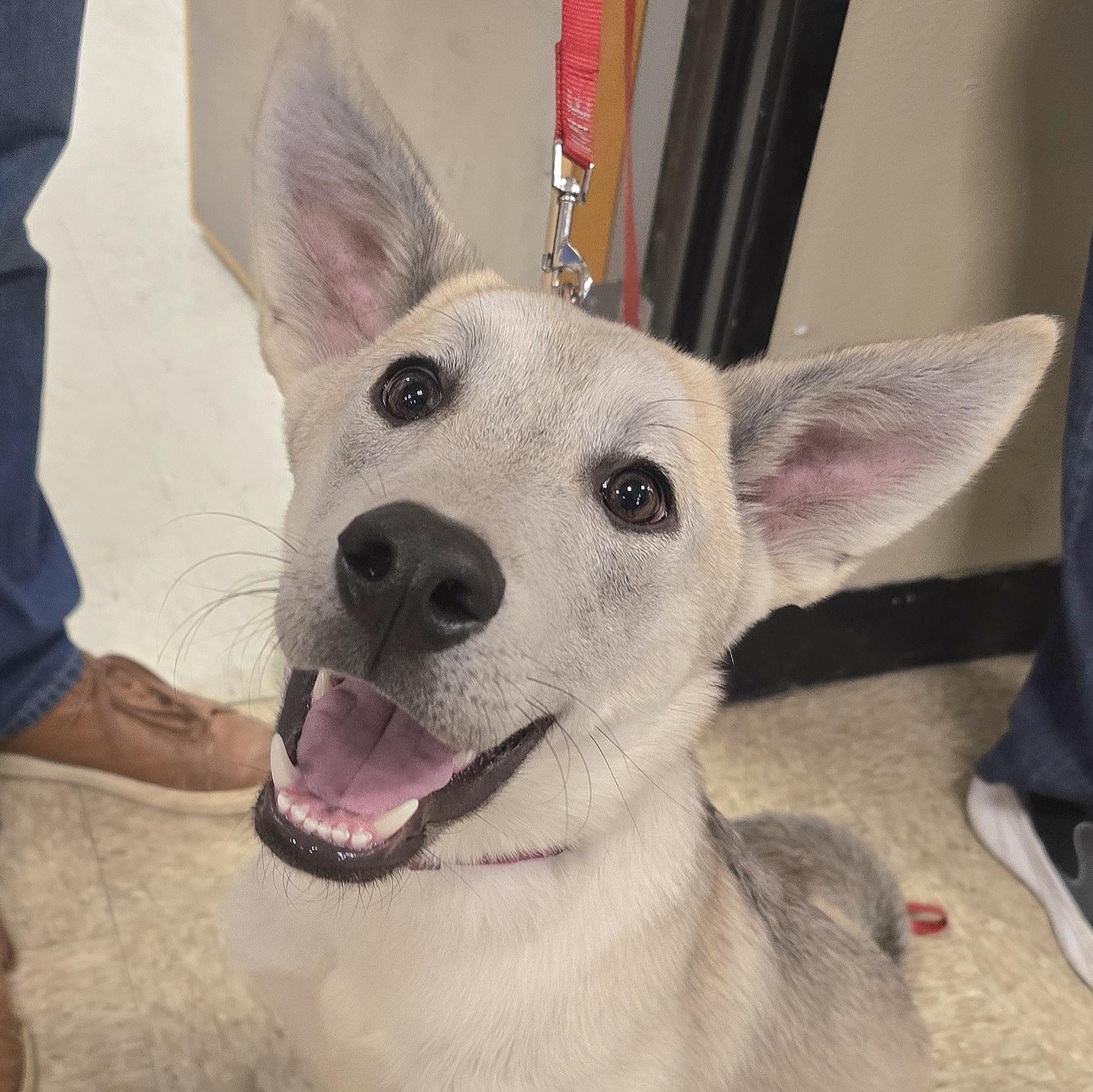 Freesia, Adoptable, Puppy Female Mixed Breed.