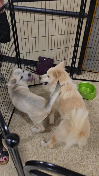 Enlarge Freesia, a Adoptable Mixed Breed in Cedar Rapids, IA video 4/4