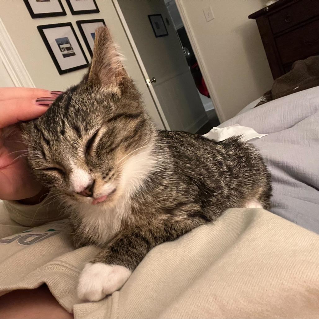 Marty, Adoptable, Kitten Male Domestic Short Hair.