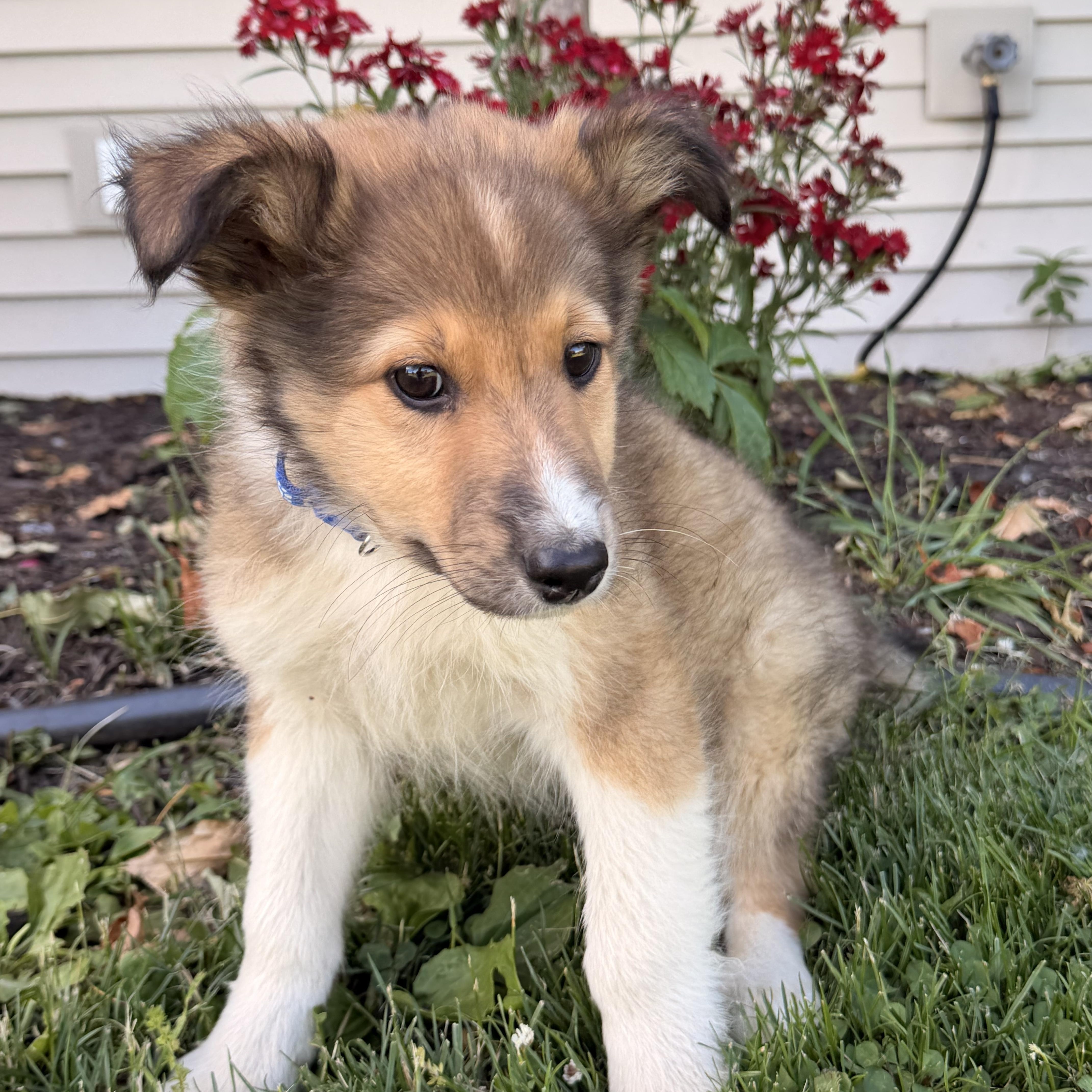 Enlarge Rider, a ADOPTABLE mixed breed in North Freedom, WI image 2/3