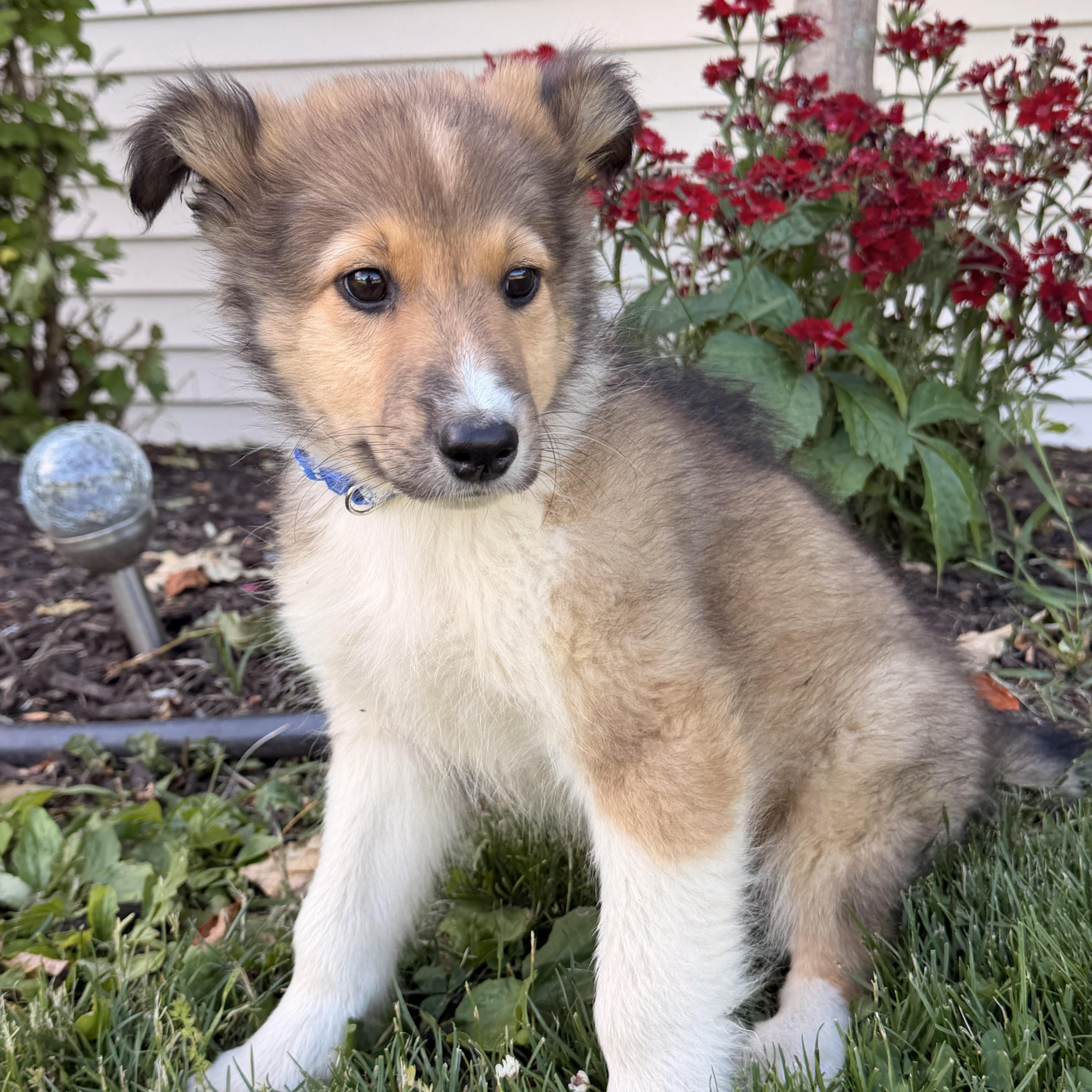 Enlarge Rider, a ADOPTABLE mixed breed in North Freedom, WI image 3/3