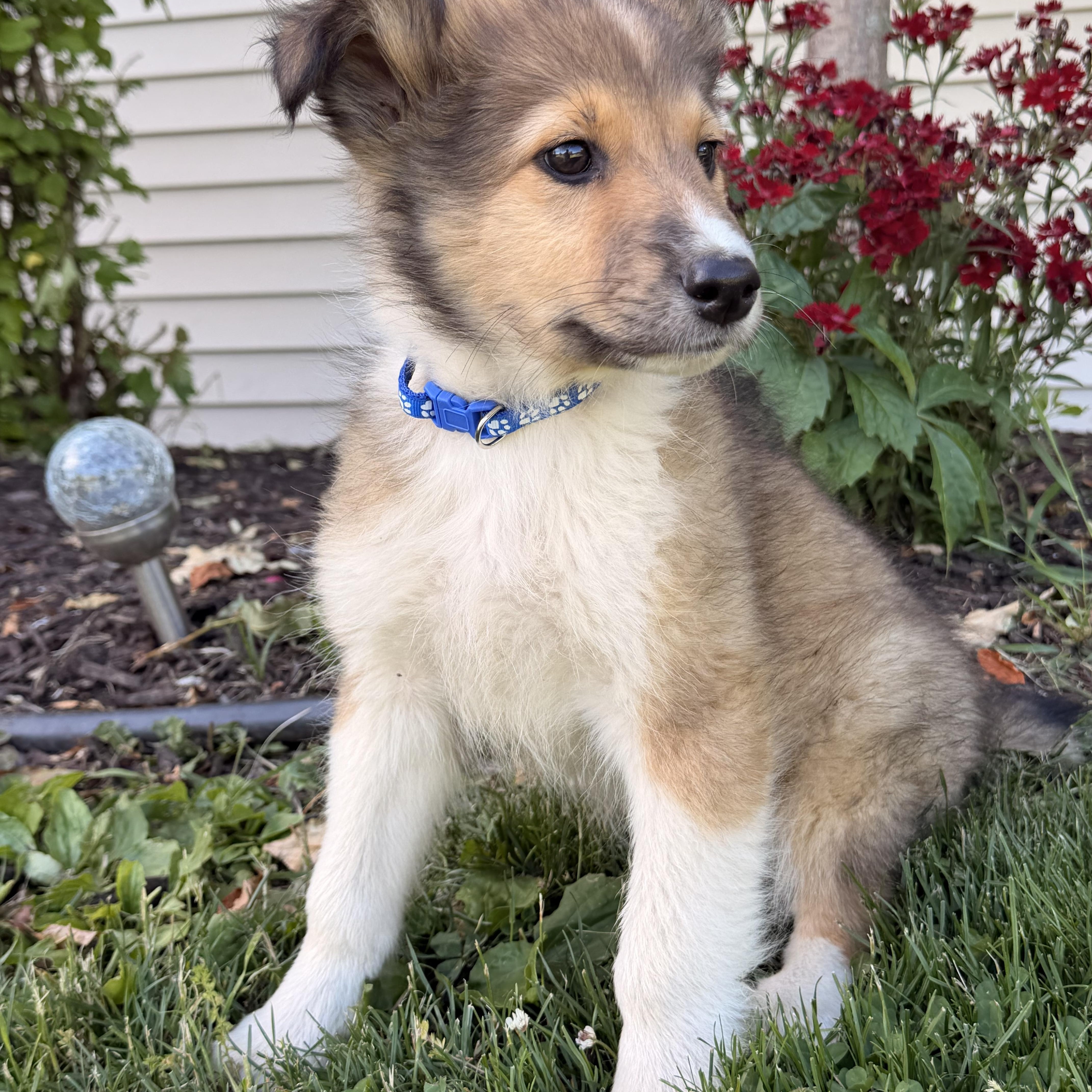 Enlarge Rider, a ADOPTABLE mixed breed in North Freedom, WI image 1/3