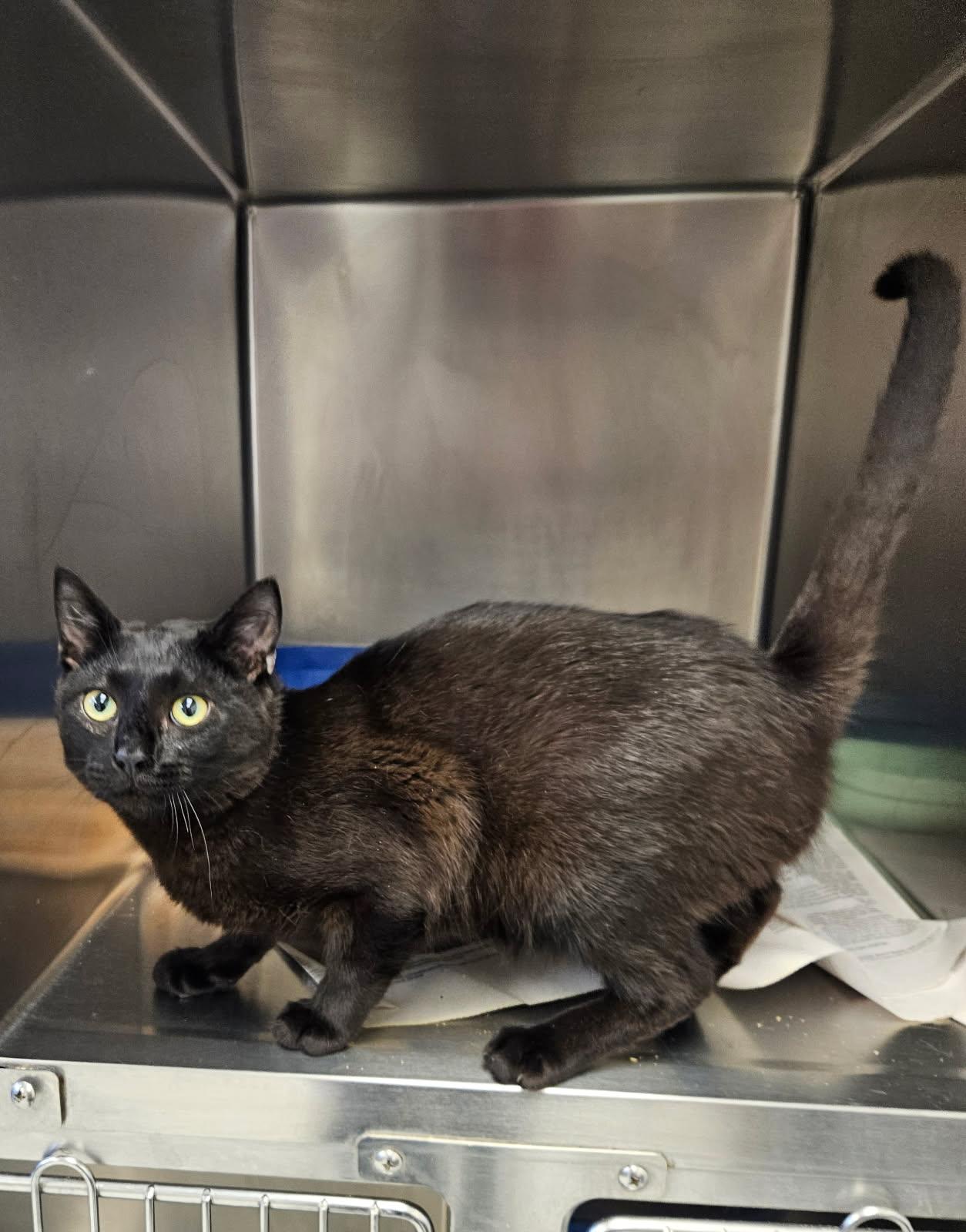 Kong, adopted, Young Male Domestic Short Hair.