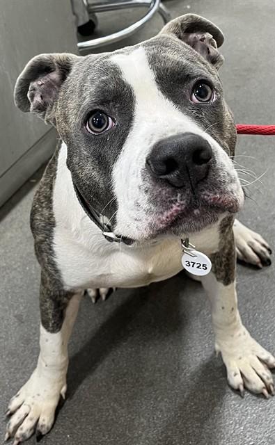 PLUTO — thumbnail 2