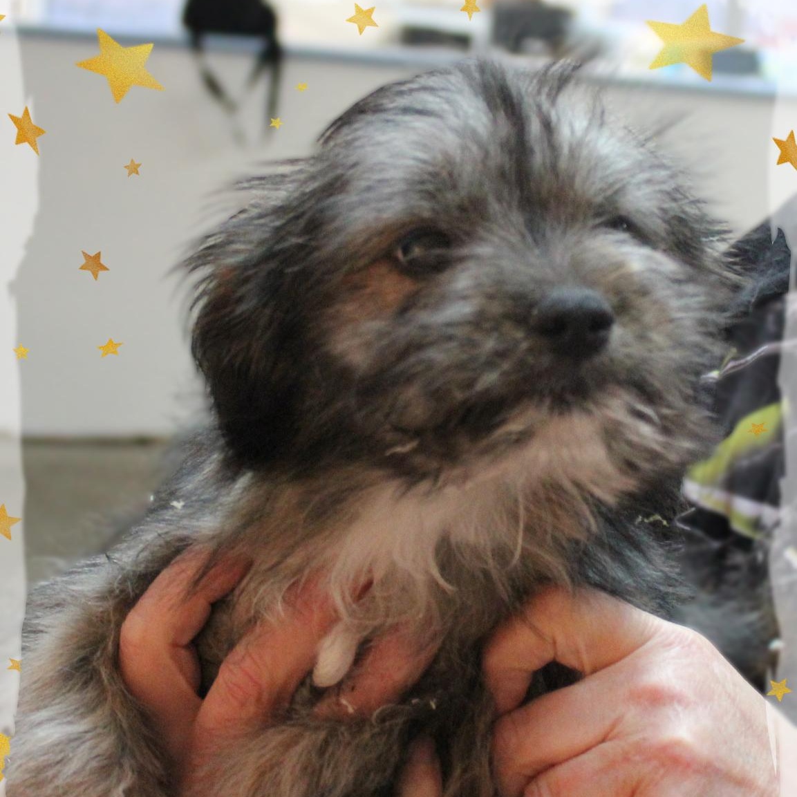 Enlarge Gizmo, an adopted Mixed Breed in Amelia, OH image 1/1