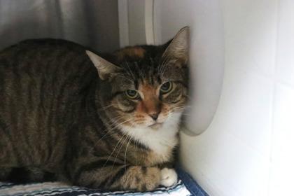 Enlarge Tabby Lou, a Adoptable mixed breed in Brunswick, GA image 1/1