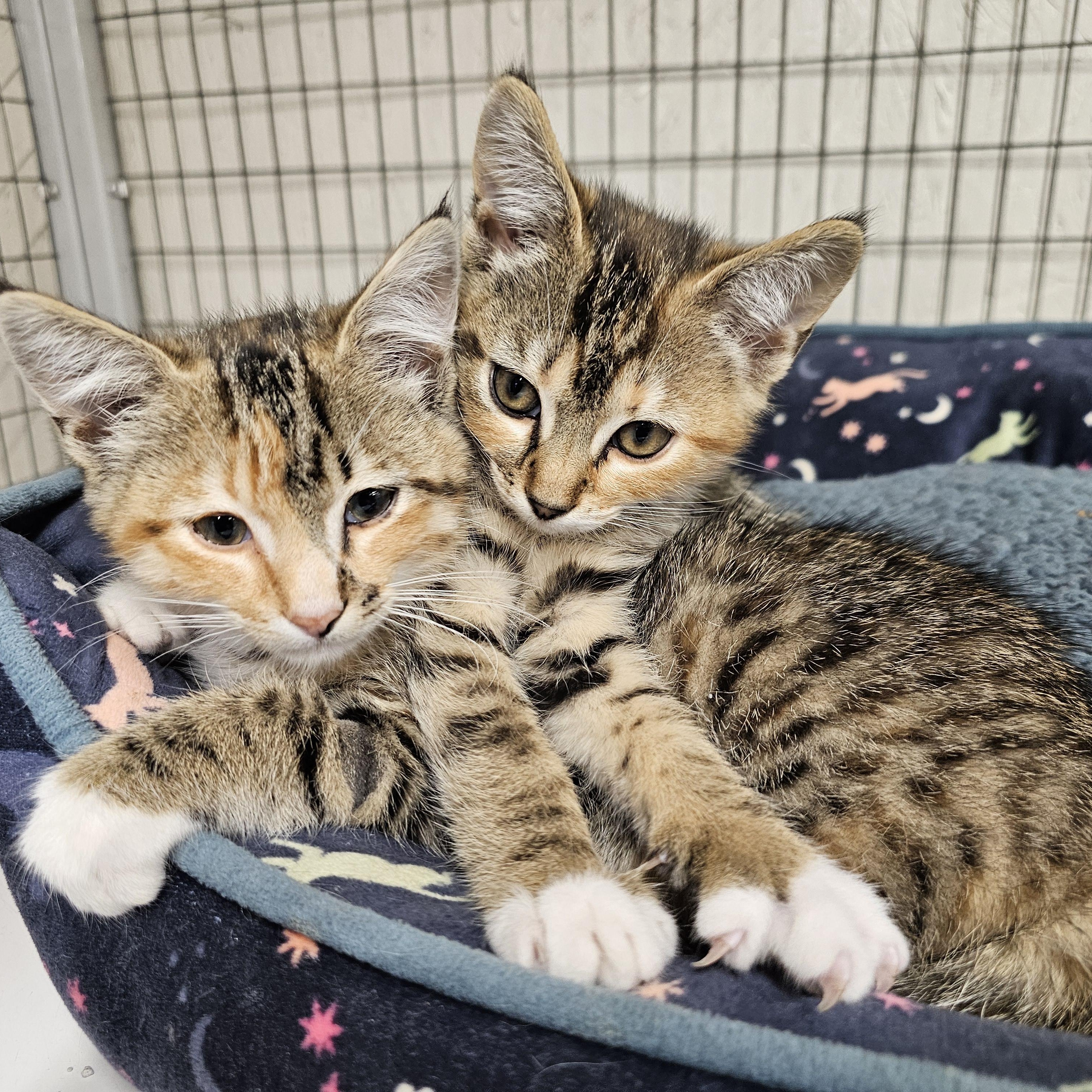 Mosaic, Baby Female Domestic Short Hair