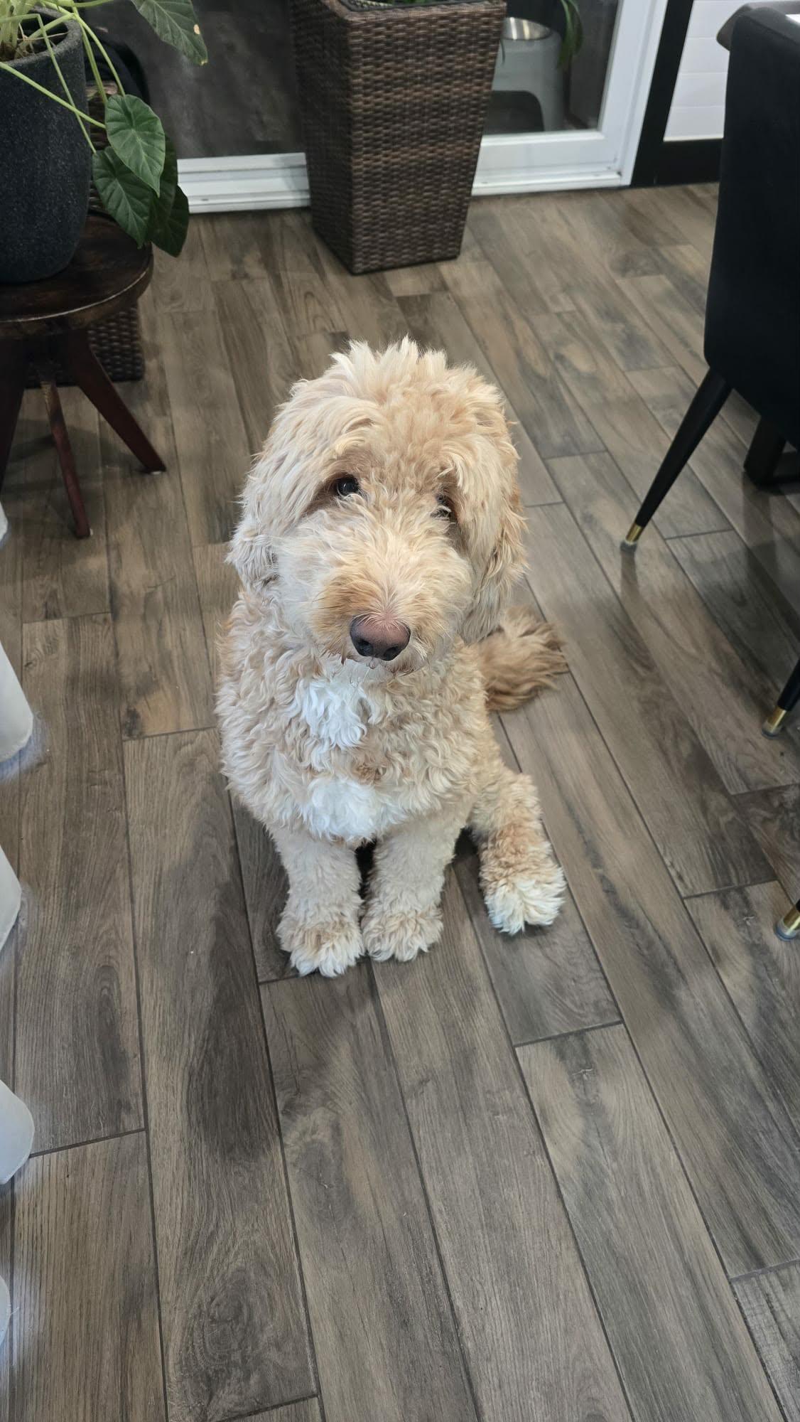 Enlarge Levi, a ADOPTABLE mixed breed in Pointe-Claire, QC image 1/6