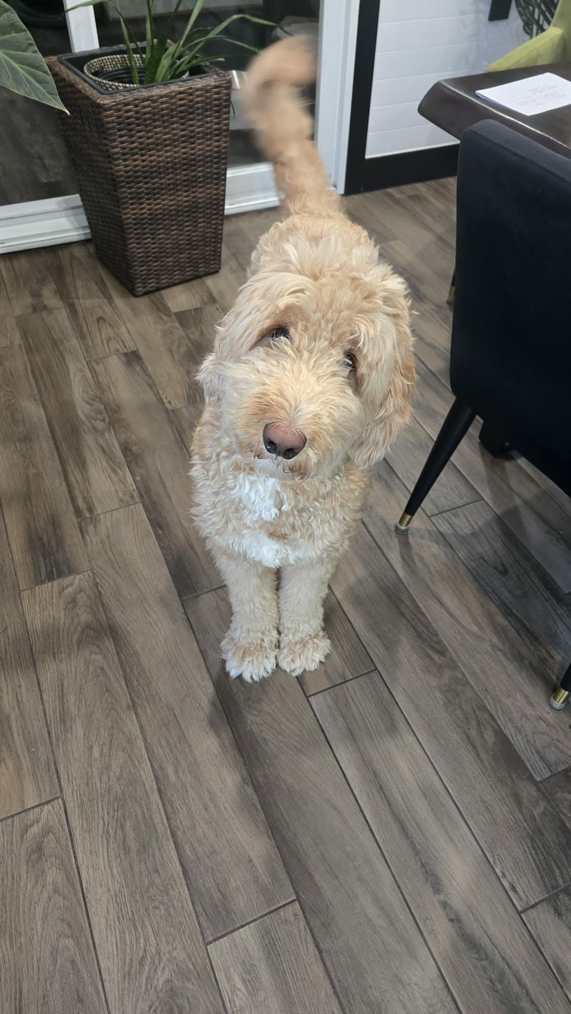 Enlarge Levi, a ADOPTABLE mixed breed in Pointe-Claire, QC image 5/6