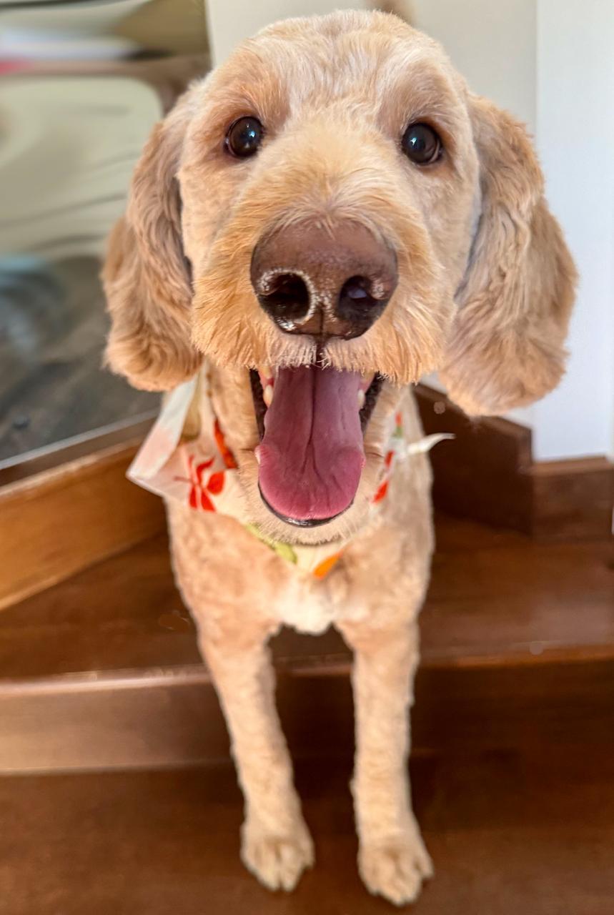 Levi, Adoptable, Adult Male Goldendoodle.