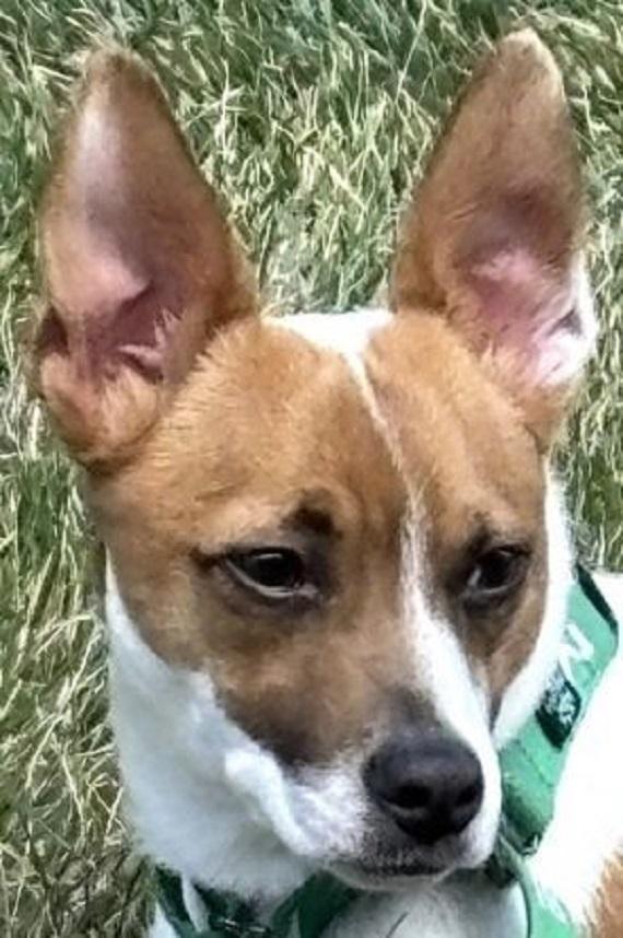 Cody, ADOPTABLE, Young Male Rat Terrier & Chihuahua.