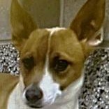 Cody, ADOPTABLE, Young Male Rat Terrier & Chihuahua.