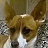 Enlarge Cody, a ADOPTABLE mixed breed in Avon, IN image 2/3