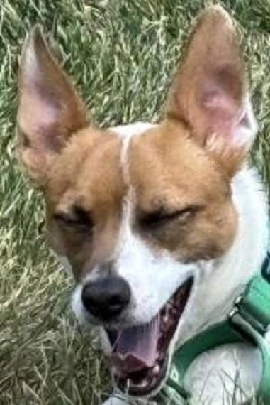 Enlarge Cody, a ADOPTABLE mixed breed in Avon, IN image 3/3