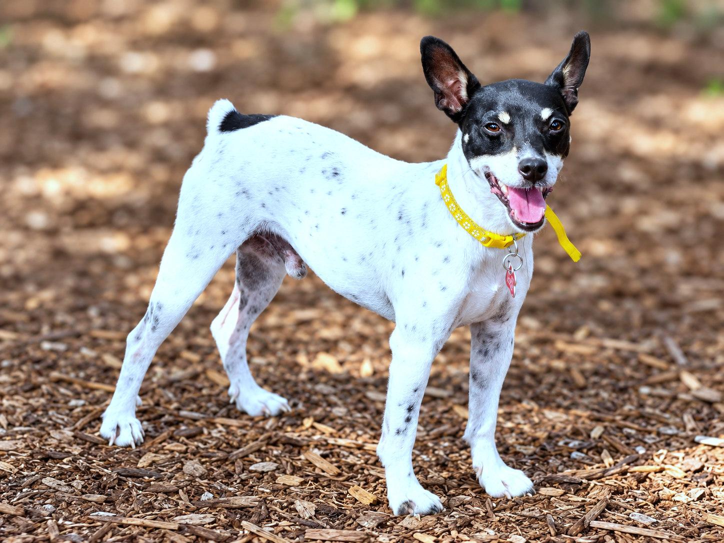 Enlarge Turbo, a Adoptable mixed breed in Boerne, TX image 5/5