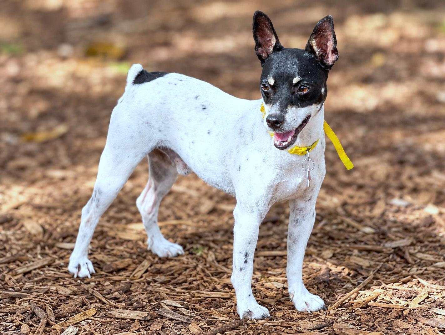 Enlarge Turbo, a Adoptable mixed breed in Boerne, TX image 1/5