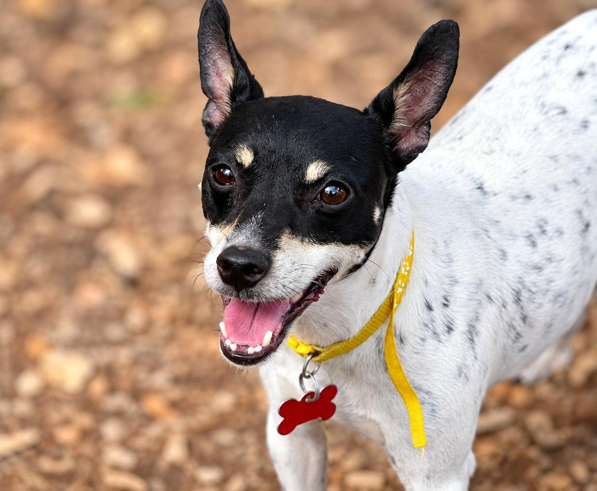 Enlarge Turbo, a Adoptable mixed breed in Boerne, TX image 2/5