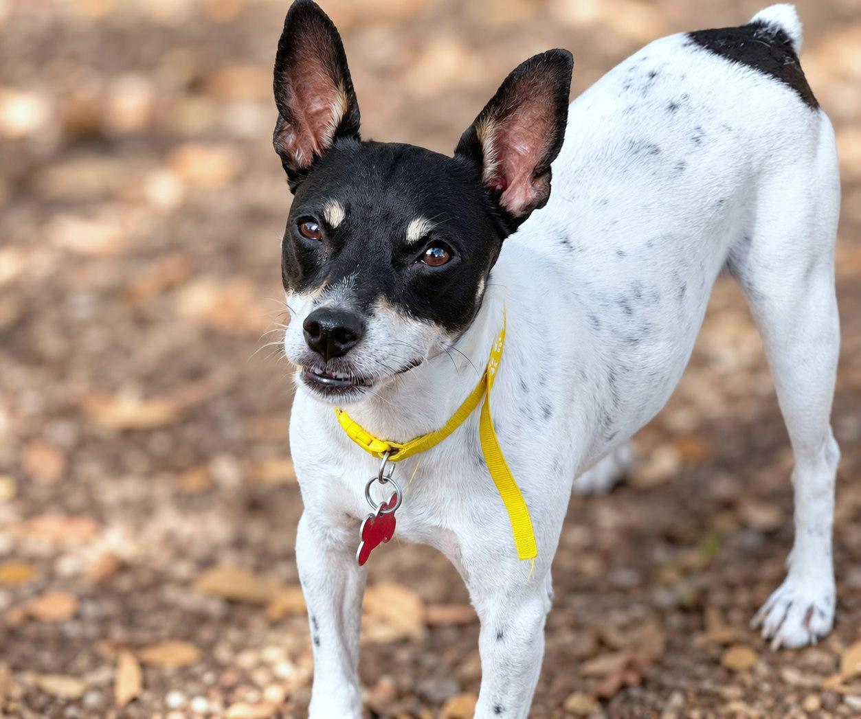 Enlarge Turbo, a Adoptable mixed breed in Boerne, TX image 4/5