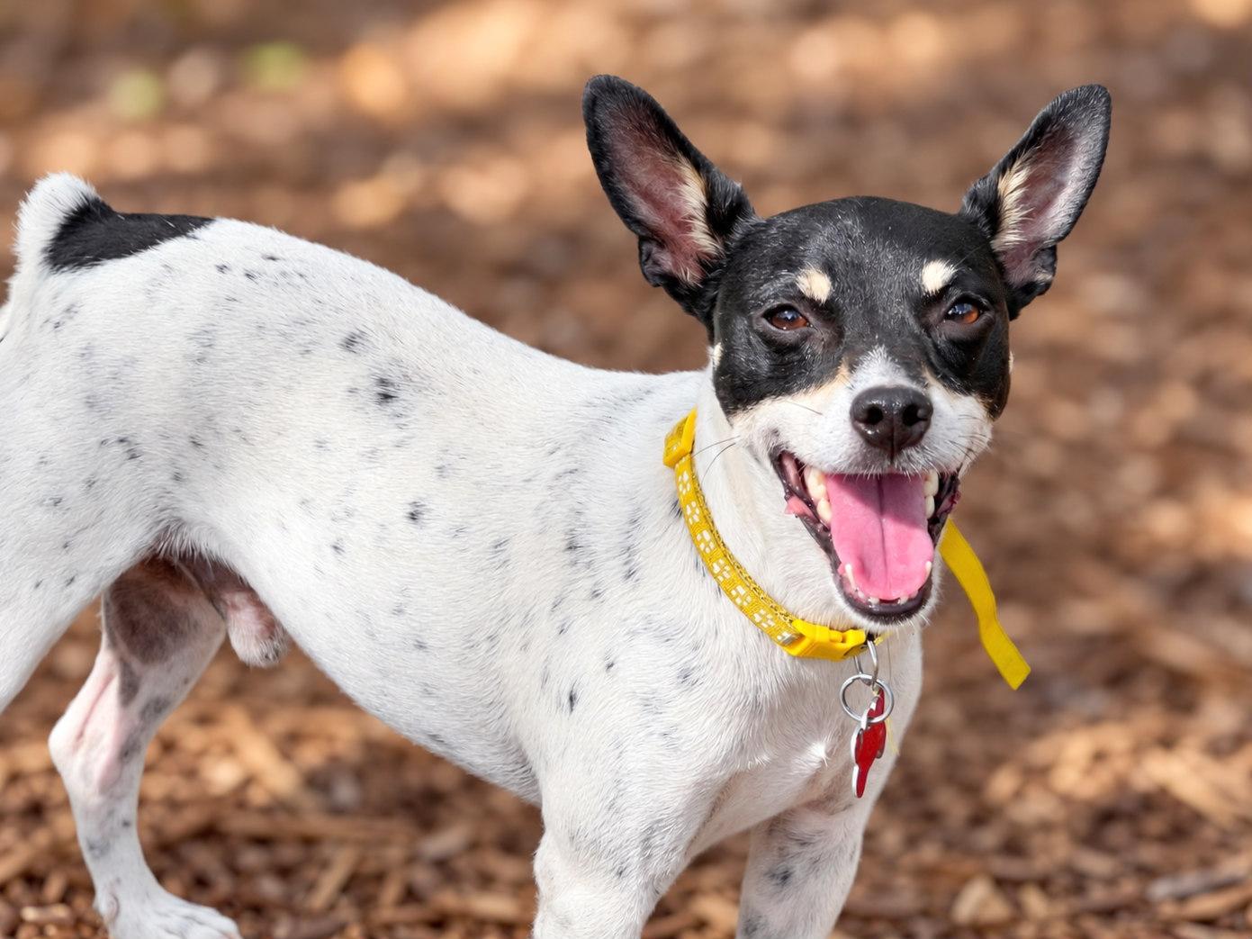 Enlarge Turbo, a Adoptable mixed breed in Boerne, TX image 3/5
