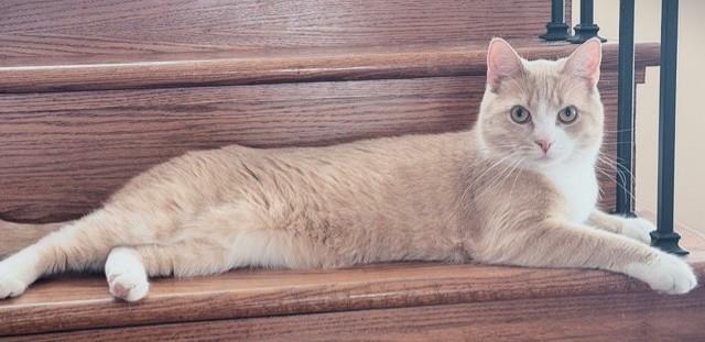 Enlarge Garfield, an adopted Tabby in Stoney Creek, ON image 1/4