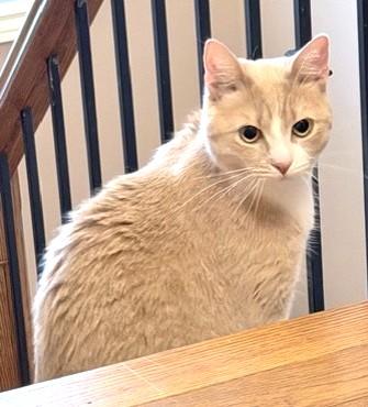 Enlarge Garfield, an adopted Tabby in Stoney Creek, ON image 3/4