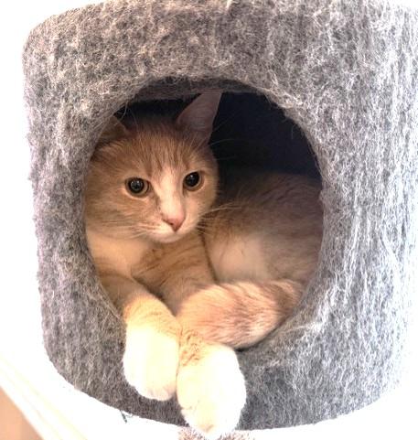 Garfield, ADOPTABLE, Adult Male Tabby.