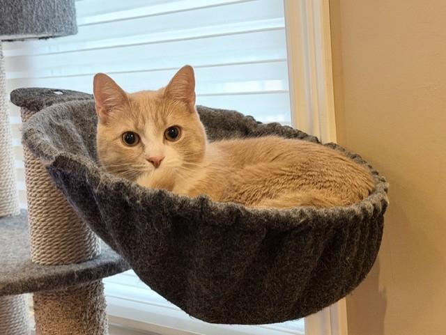 Enlarge Garfield, an adopted Tabby in Stoney Creek, ON image 4/4