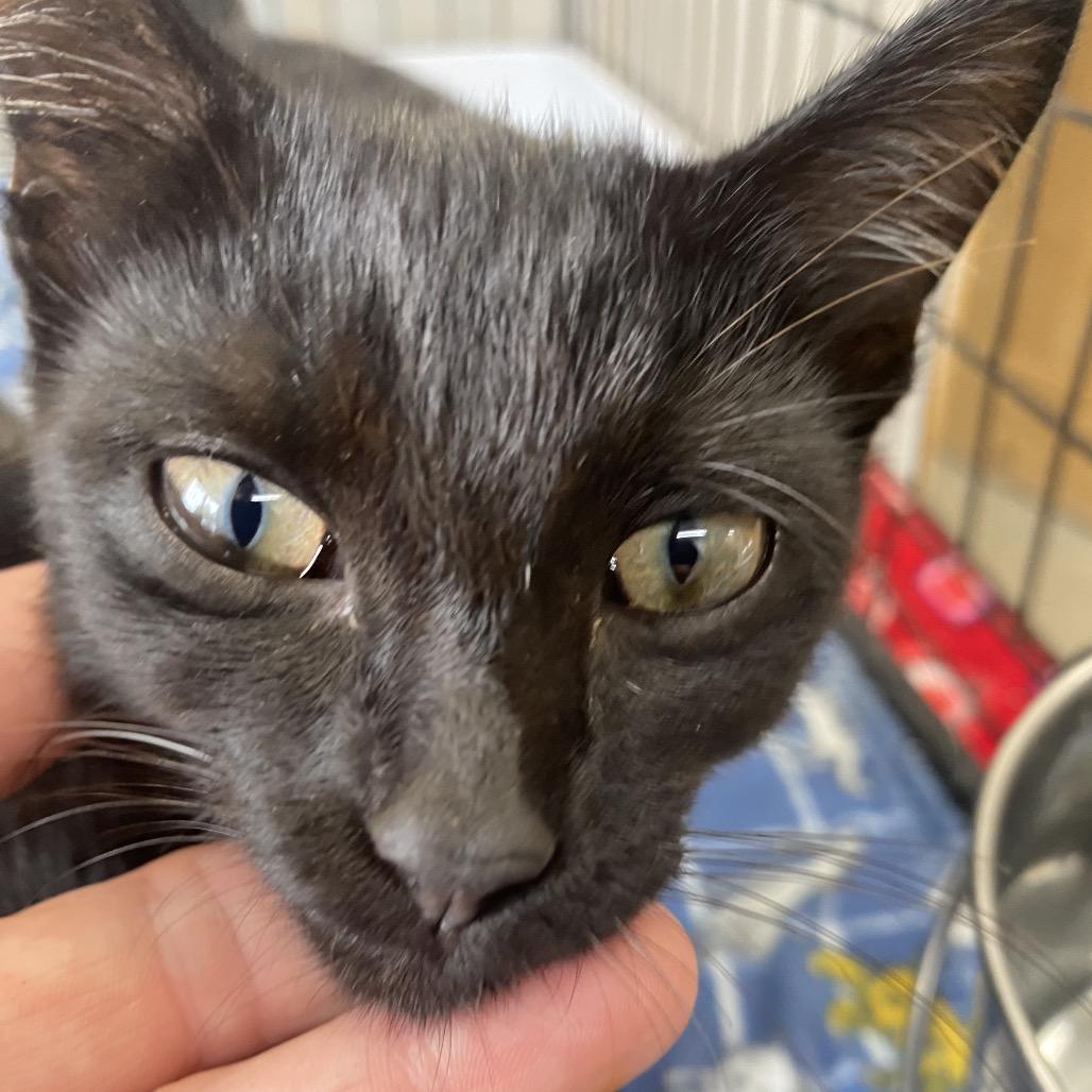 Puddin', Adoptable, Kitten Female Domestic Short Hair & Domestic Short Hair.