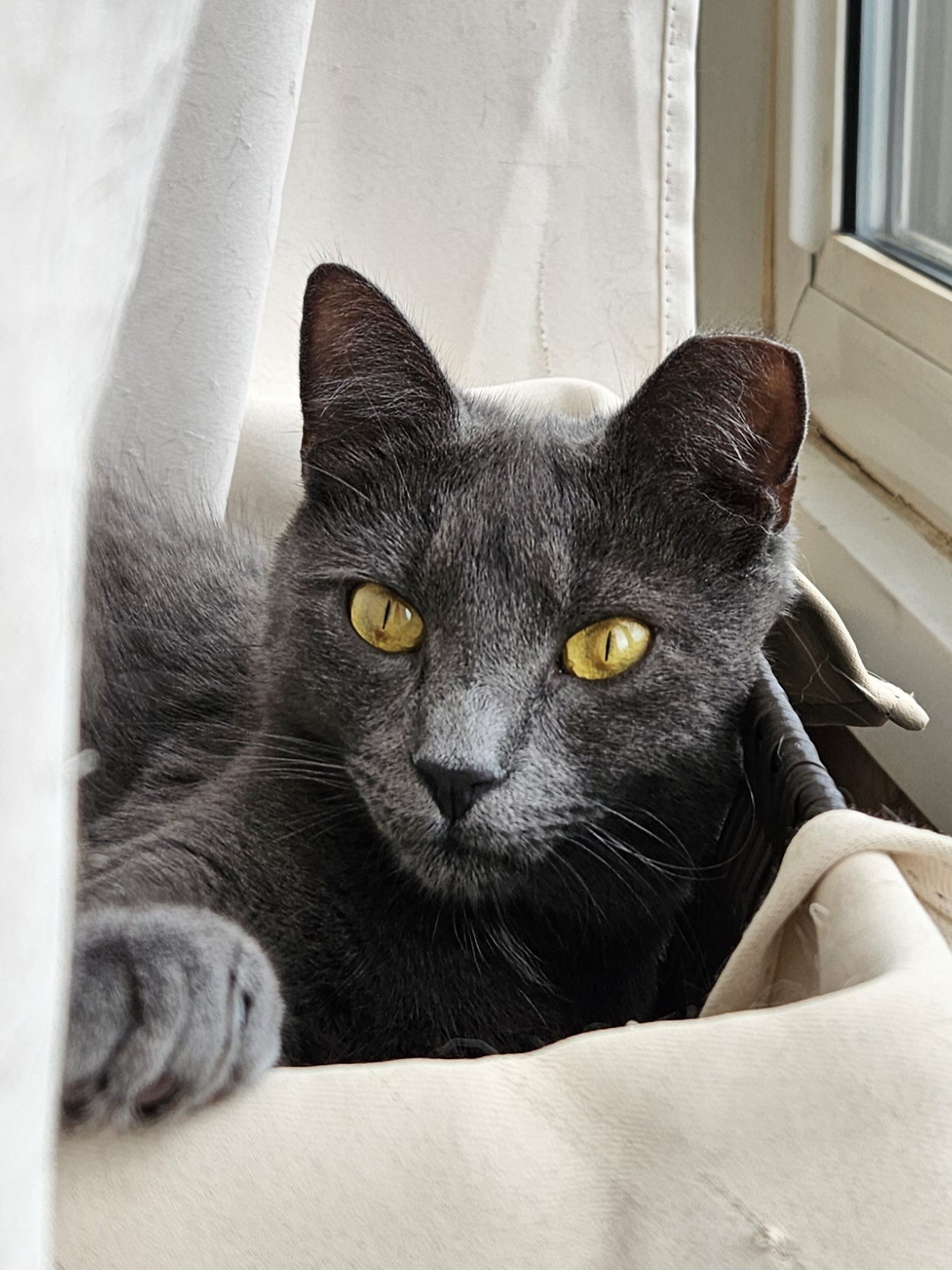 Tippy, Adopted, Young Male Domestic Short Hair.